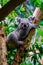 Koala resting on the tree branches in the zoo