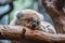 the koala's mother sits on a branch, her head hanging to the side in relaxation