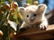 Koala scaling corporate ladder using camera