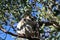 A Koala sits in a tree on Magnetic Island, Australia