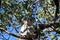 A Koala sits in a tree on Magnetic Island, Australia
