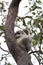 A Koala sits in a tree on Magnetic Island, Australia