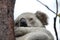 A Koala sits in a tree on Magnetic Island, Australia