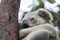 A Koala sits in a tree on Magnetic Island, Australia