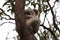 A Koala sits in a tree on Magnetic Island, Australia