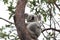 A Koala sits in a tree on Magnetic Island, Australia