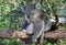 Koala sitting on the branch