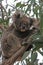 Koala sitting on a eucalypt tree