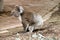 Koala sitting relaxing