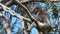 Koala sitting in an unusual position in a tree near the great Ocean Road