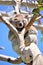 Koala sleeping on a Eucalyptus tree