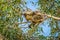 Koala sleeping on a fragile branch up in a tree