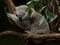 Koala sleeping among Gum Leaves