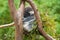 Koala sleeping in a tree