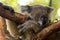 Koala sleeping on a tree