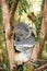 A Koala Sleeping in a Tree