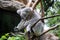 Koala sleeps in a eucalyptus tree