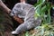 Koala sleeps in a eucalyptus tree