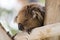 Koala sleeps on felled trees in Gan Guru kangaroo park in Kibutz Nir David, Israel