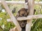 Koala sleeps on felled trees in Gan Guru kangaroo park in Kibutz Nir David, Israel