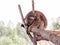 Koala sleeps on felled trees in Gan Guru kangaroo park in Kibutz Nir David in Israel