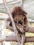 Koala sleeps on felled trees in Gan Guru kangaroo park in Kibutz Nir David in Israel