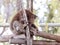 Koala sleeps on felled trees in Gan Guru kangaroo park in Kibutz Nir David in Israel