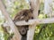 Koala sleeps on felled trees in Gan Guru kangaroo park in Kibutz Nir David in Israel