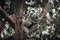 Koala on the smooth bark of a big branch under the leaves of a eucalyptus tree in Magnetic Island, Townsville