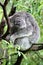 Koala snoozing in a tree