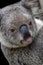 Koala sticking its tongue out