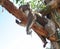 Koala stretching