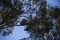 Koala on the top of a eucalypt tree eating