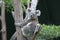 Koala in Tree