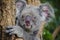 Koala on tree , Australia