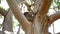 Koala in the tree Australia parks