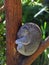 Koala in tree sleeping, Australian wildlife