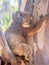 Koala on Tree Trunk