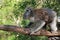 Koala walking on the branch