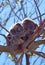 Koala in the wild resting / sleeping in the eucalyptus trees on Cape Otway in Victoria Australia