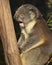 Koala yawning