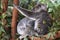 Koalas sleeping and eating in Steve Irwin Wildlife zoo in Brisbane in Australia