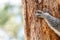 Koalaâ€™s hand holding onto a tree