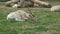 Kob Antelope Laying