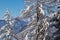 Kobesnock - Close up view of heavy snow covered hanging fir tree branch in winter wonderland foreground