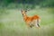 Kobus vardonii, Puku, animal walking in the water during hot day with blue sky. Forest mammal in the habitat, Okavango, Botswana.