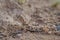 Koch`s barking gecko - Ptenopus kochi
