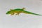 Koch\\\'s Day Gecko, Phelsuma kochi, Tsingy de Bemaraha Madagascar wildlife