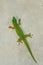 Koch\\\'s Day Gecko, Phelsuma kochi, Tsingy de Bemaraha Madagascar wildlife