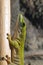 Koch\'s giant day gecko (Phelsuma madagascariensis kochi)